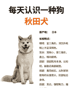 管城区秋田犬怎么养殖