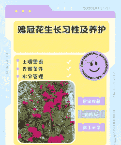 重庆鸡冠花怎么养殖