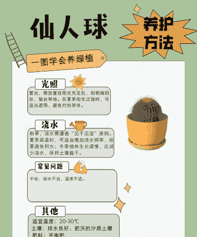 室内仙人球怎么养殖