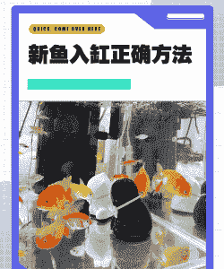 养殖金鱼怎么放鱼缸里