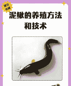 泥鳅在野外怎么养殖