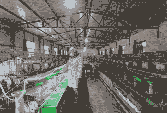 兔子养殖视频怎么拍的