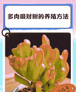多肉财运满满怎么养殖