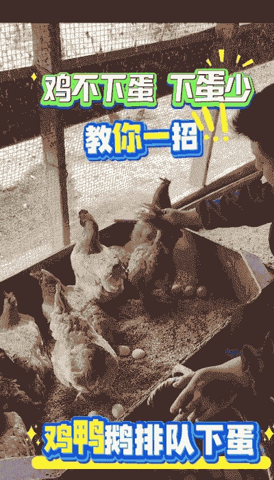 人工养殖鸡怎么下蛋多