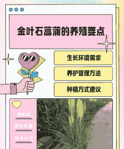 金菖蒲怎么养殖方法
