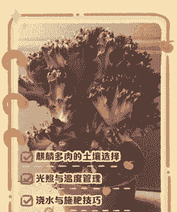 多肉麒麟怎么养殖