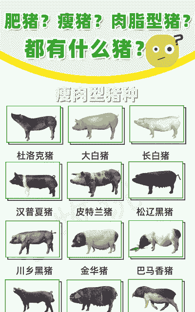 怎么看养殖野猪肥瘦