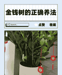 金钱树室内怎么养殖方法