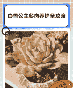 白雪公主怎么养殖方法