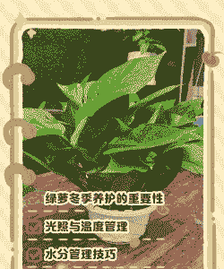 冬季室内怎么养殖绿萝