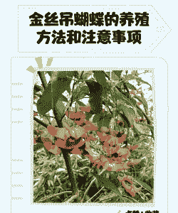 金丝吊蝴蝶怎么养养殖