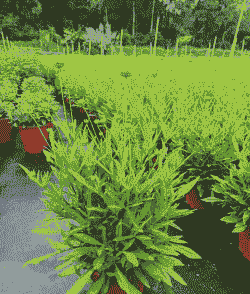 重庆金鸡菊盆栽怎么养殖