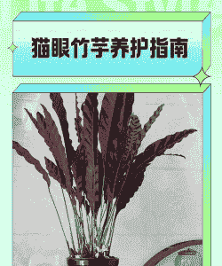 植物猫眼怎么养殖方法