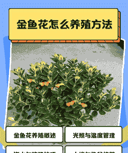 不同花盆养殖金鱼怎么养