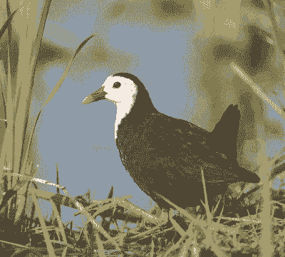 白面水鸡怎么人工养殖