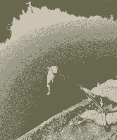 黄刺鱼怎么养殖