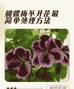 蝴蝶梅不开花怎么养殖