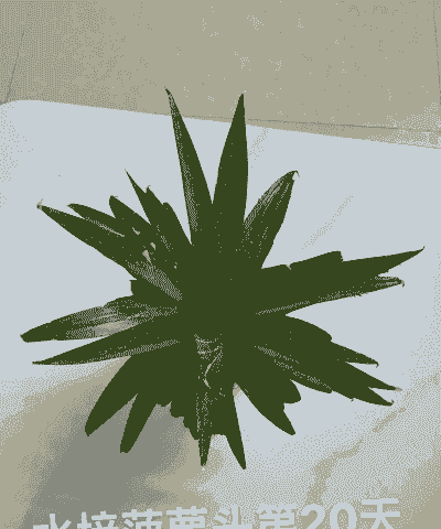 凤梨的头怎么养殖