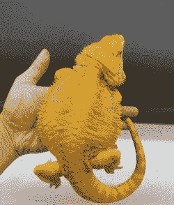 蜥蜴养殖前景怎么样