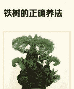 铁树怎么养殖长的快