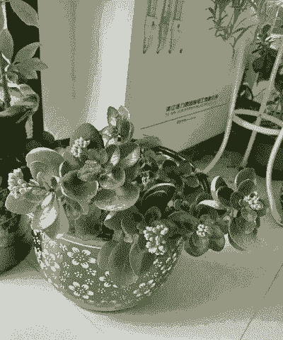 为什么我养的花不开花呢 为什么我养的花不开花呢