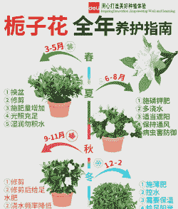 养栀子花如何浇水 养栀子花如何浇水