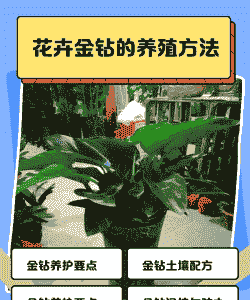 花卉金钻怎么养殖方法