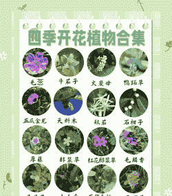 哪些植物可以开花