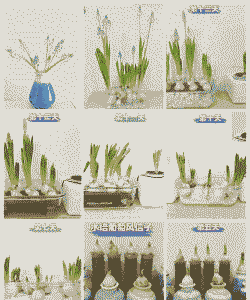 如何养好葡萄风信子