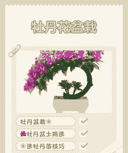 室内牡丹花怎么养殖