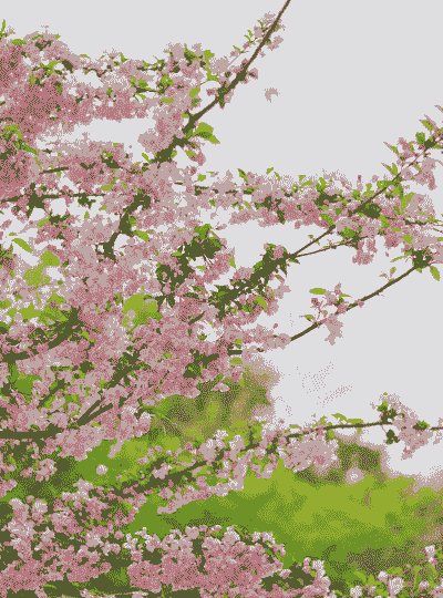 春天开花有哪些花