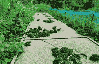 养殖蟾蜍前景怎么样