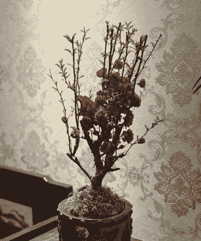 木本植物花有哪些