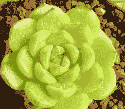 多肉的叶片如何养饱满