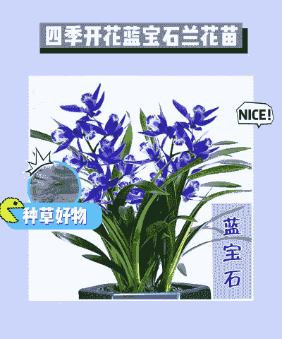 蓝宝石花怎么养殖