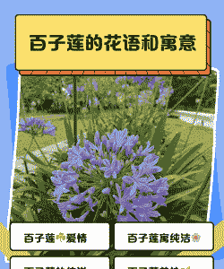 百子莲象征什么 百子莲象征什么