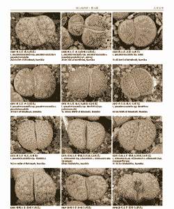 生石花如何分雌雄花