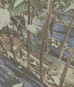 樱花嫁接砧木有哪些