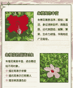 朱槿花是什么花语