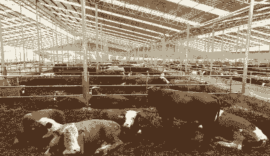 肉牛养殖前景怎么样