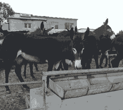 养殖驴国家怎么补偿金