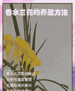 香水兰花图片和怎么养殖