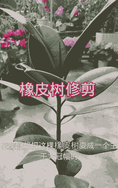 像皮树的养殖怎么剪枝