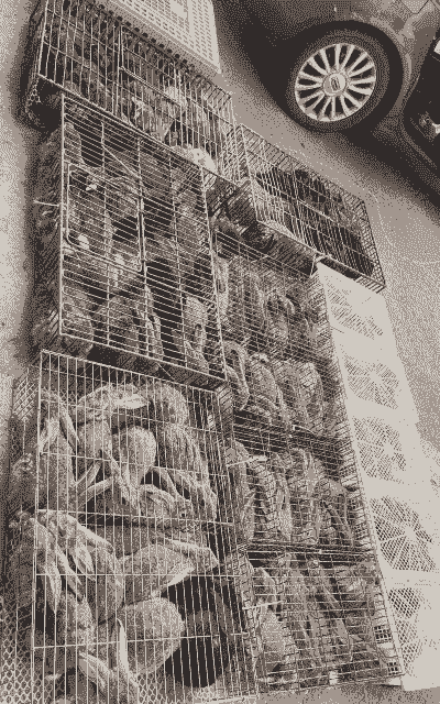 养殖野兔市场前景怎么样