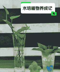 有哪些自制水培植物 有哪些自制水培植物