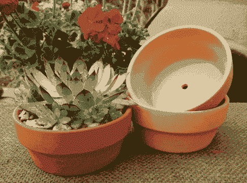 适合矮花盆的花有哪些