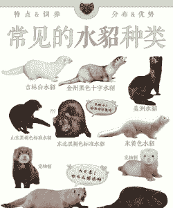 水貂是什么貂 水貂是什么貂