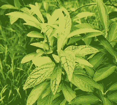 哪些花的叶子是变色的