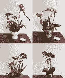 蝴蝶兰什么温差