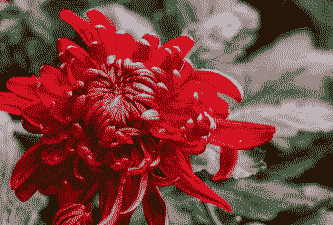 红颜色的菊花有哪些品种